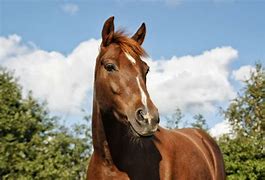 horse, a horse, my kingdom for a horse